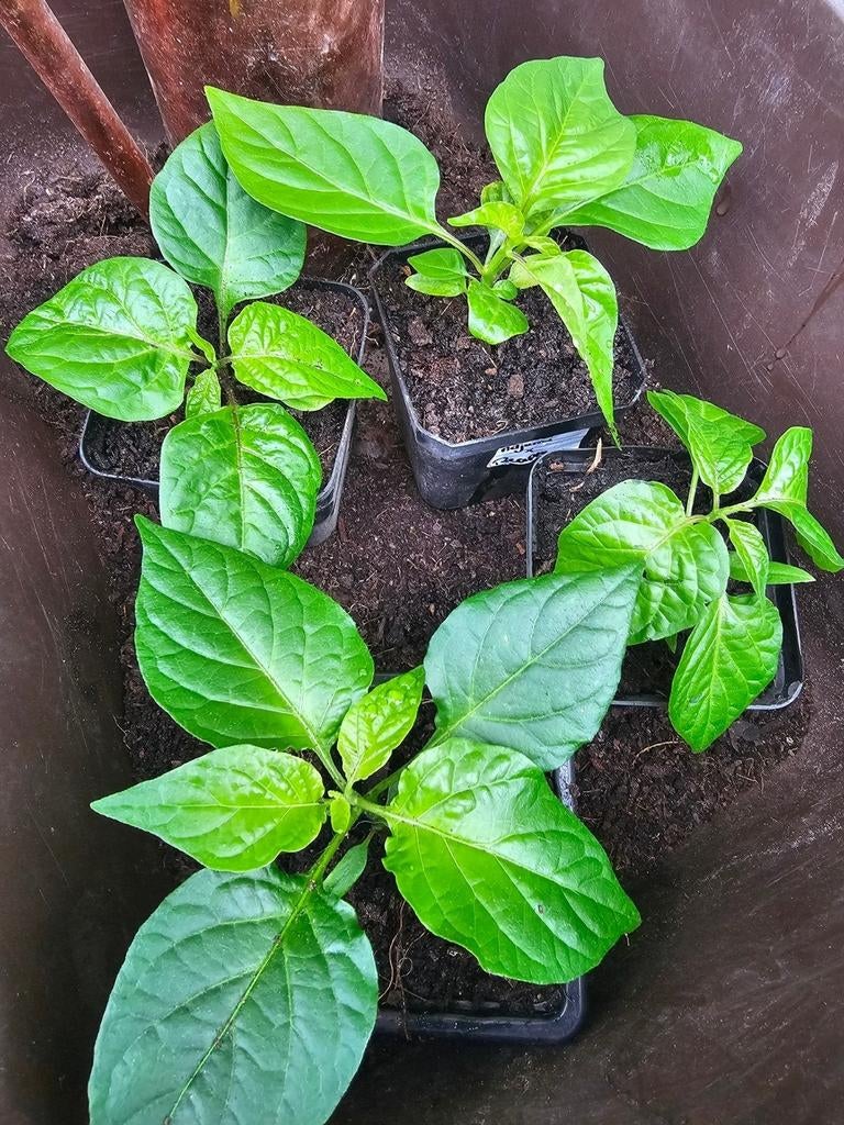 Carolina reaper peper plantjes, Tuin en Terras, Planten | Tuinplanten, Ophalen of Verzenden, Eenjarig, Groenteplanten, Volle zon