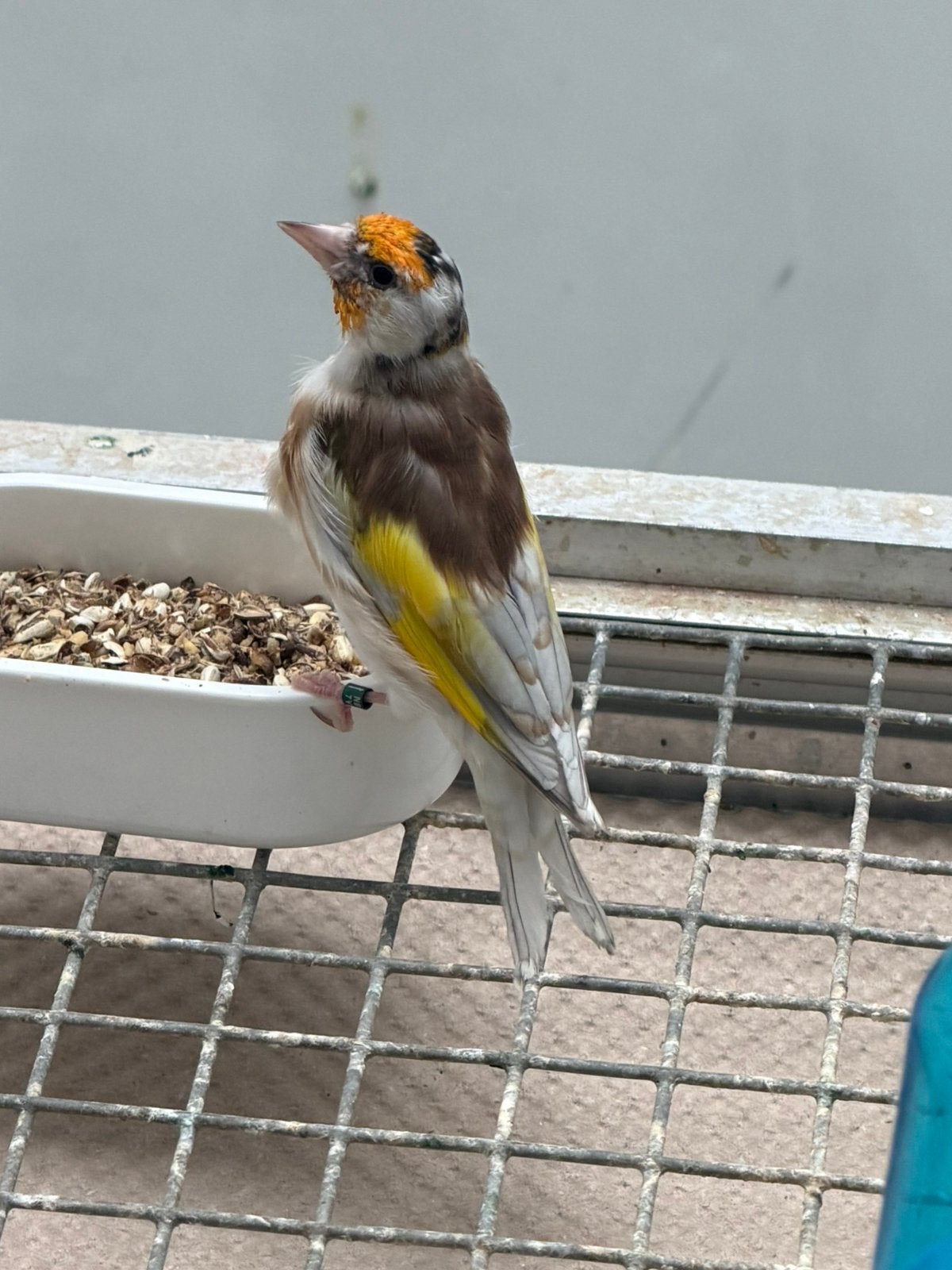 Phaeo Putters Carduelis Distelvink 2026, Dieren en Toebehoren, Meerdere dieren, Wildzangvogel, Geringd