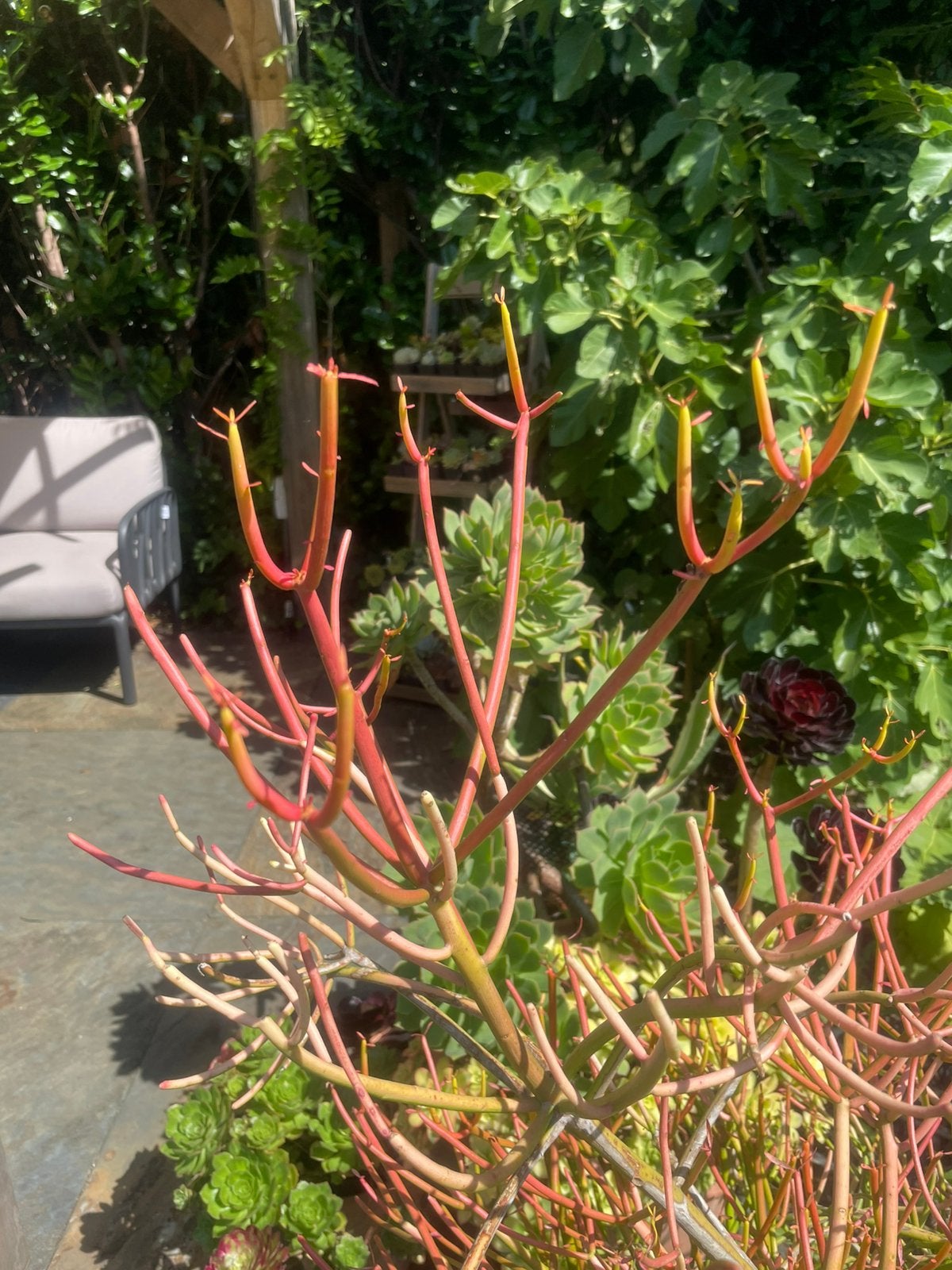 Euphorbia Tirucalli ‘fire sticks’, Ophalen, Volle zon, Minder dan 100 cm