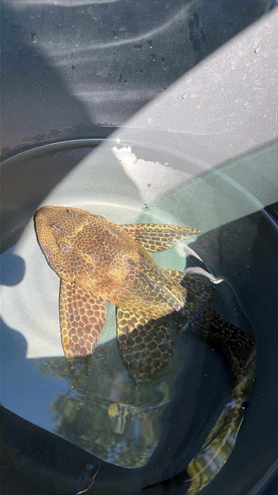 Gratis pleco, Dieren en Toebehoren, Vis