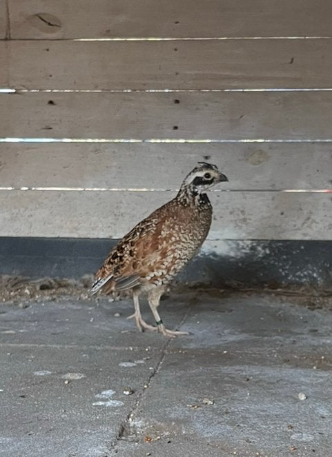 Virginische boomkwartel haan, Mannelijk, Tropenvogel, Geringd