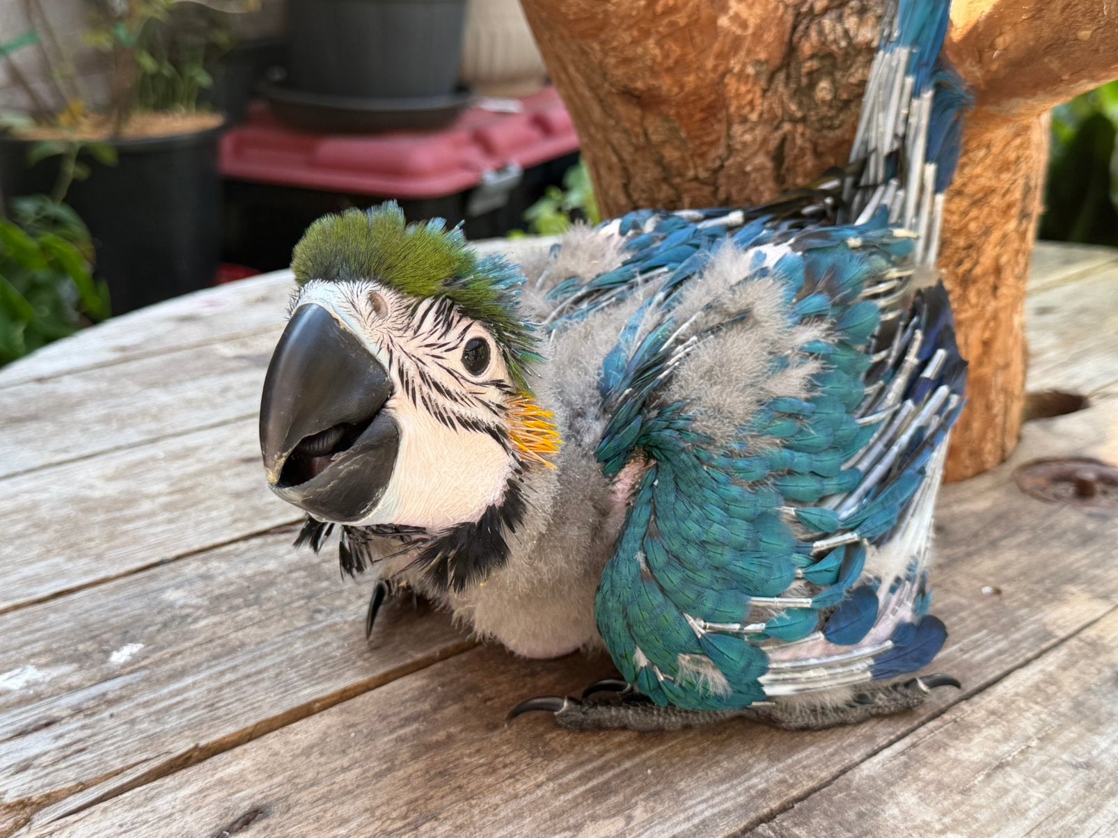 Blauwgele Ara | Super tam (man), Mannelijk, Papegaai, Geringd