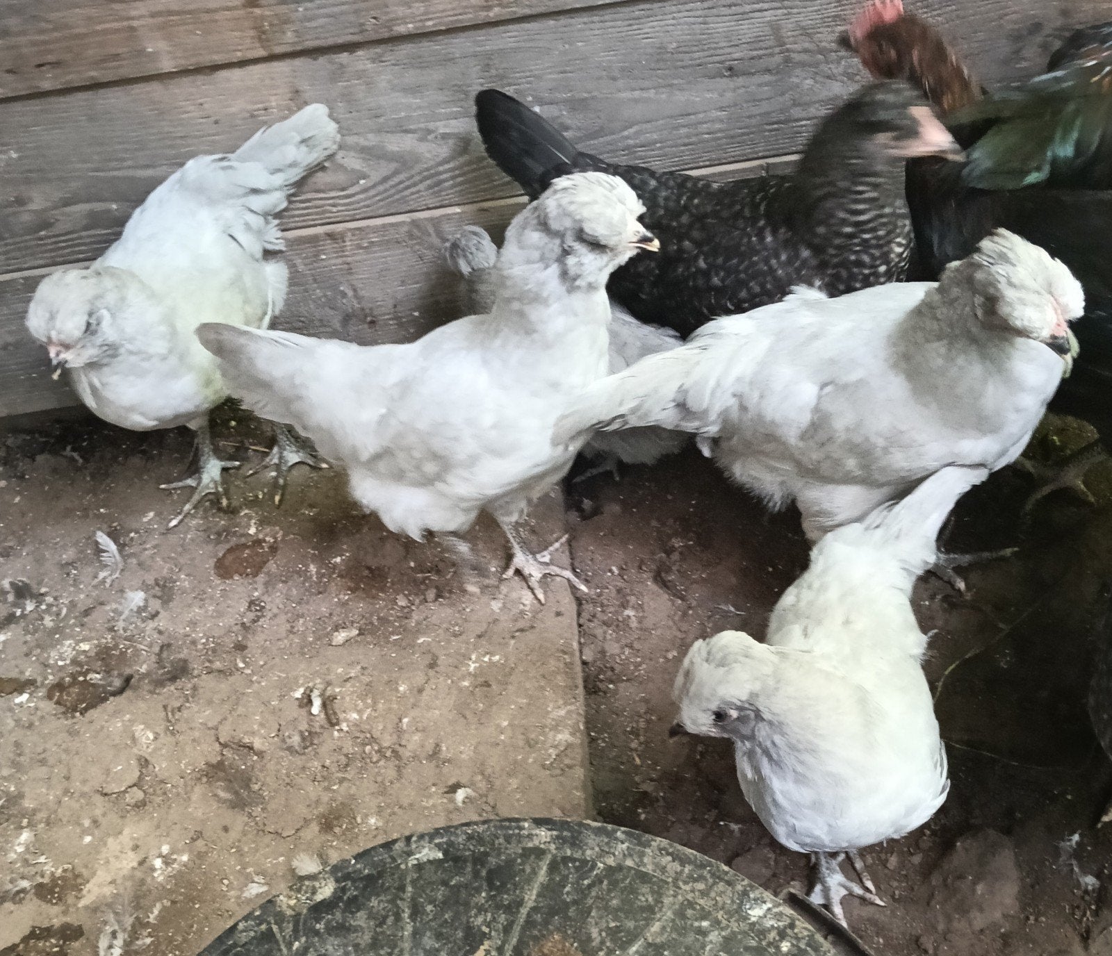 Araucana Levendel Hennetje., Dieren en Toebehoren, Vrouwelijk, Kip