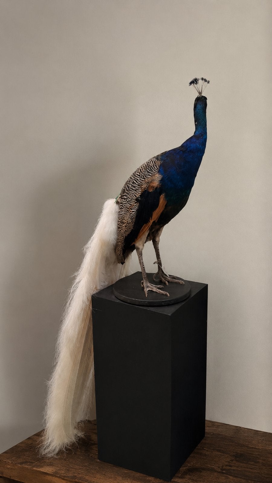 Opgezette pauw, helemaal nieuw, Verzamelen, Dierenverzamelingen, Ophalen of Verzenden, Nieuw, Vogel, Opgezet dier
