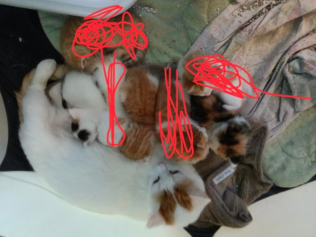 3 lieve kittens zoeken nieuw baasje
