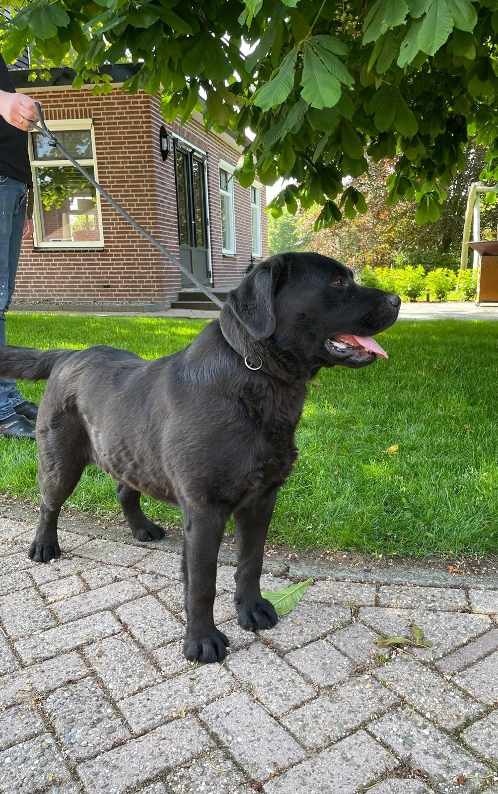 Prachtige, stoere labrador reu met stamboom, Reu, Labrador retriever, Eén hond, 3 tot 5 jaar
