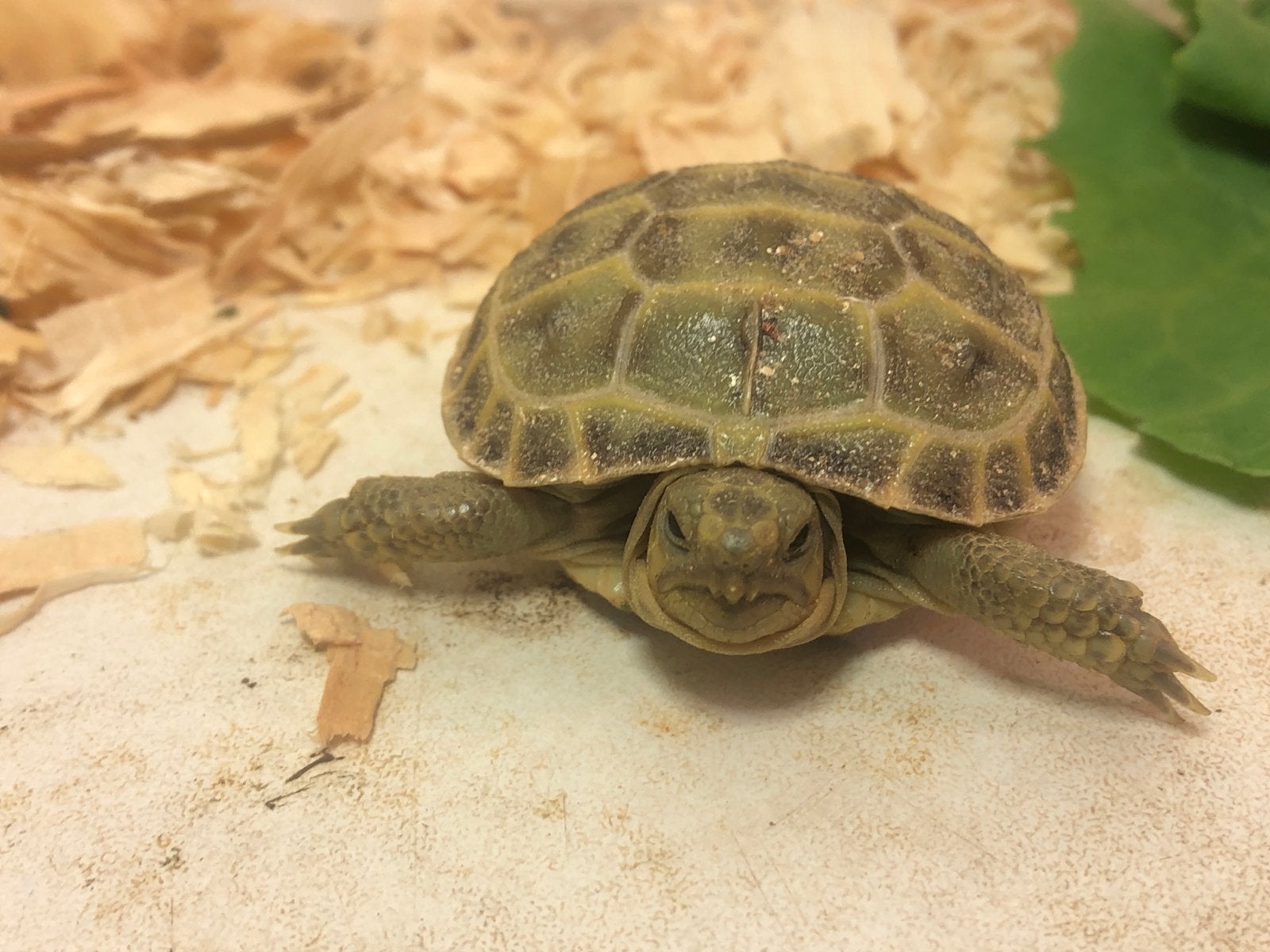 Landschildpad Vierteen (Argrionemys Horsfieldi), Dieren en Toebehoren, Schildpad, Tam, 0 tot 2 jaar