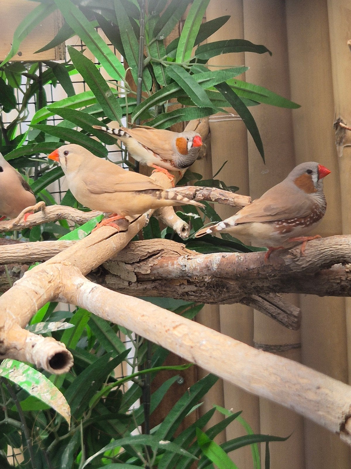 4x zebravink eventueel 6, Dieren en Toebehoren, Vogels | Overige Vogels, Meerdere dieren