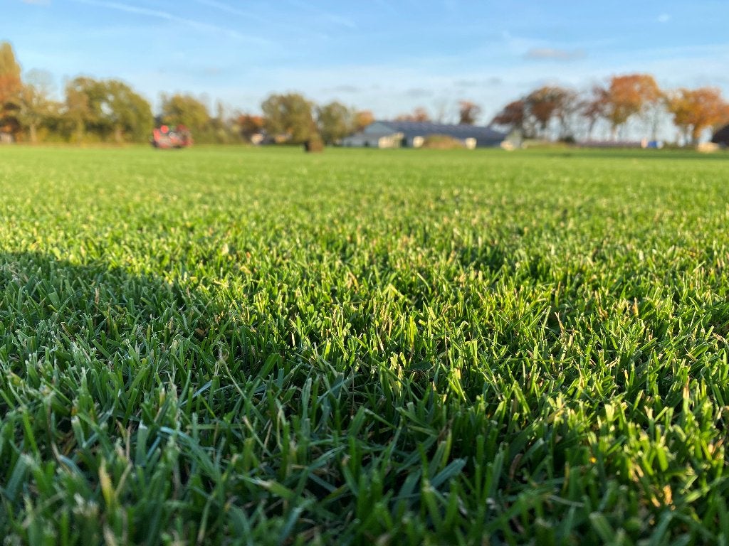 Dagverse graszoden - Top kwaliteit, Tuin en Terras, Gras en Kunstgras, Ophalen of Verzenden, Nieuw, Minder dan 10 m², Gras