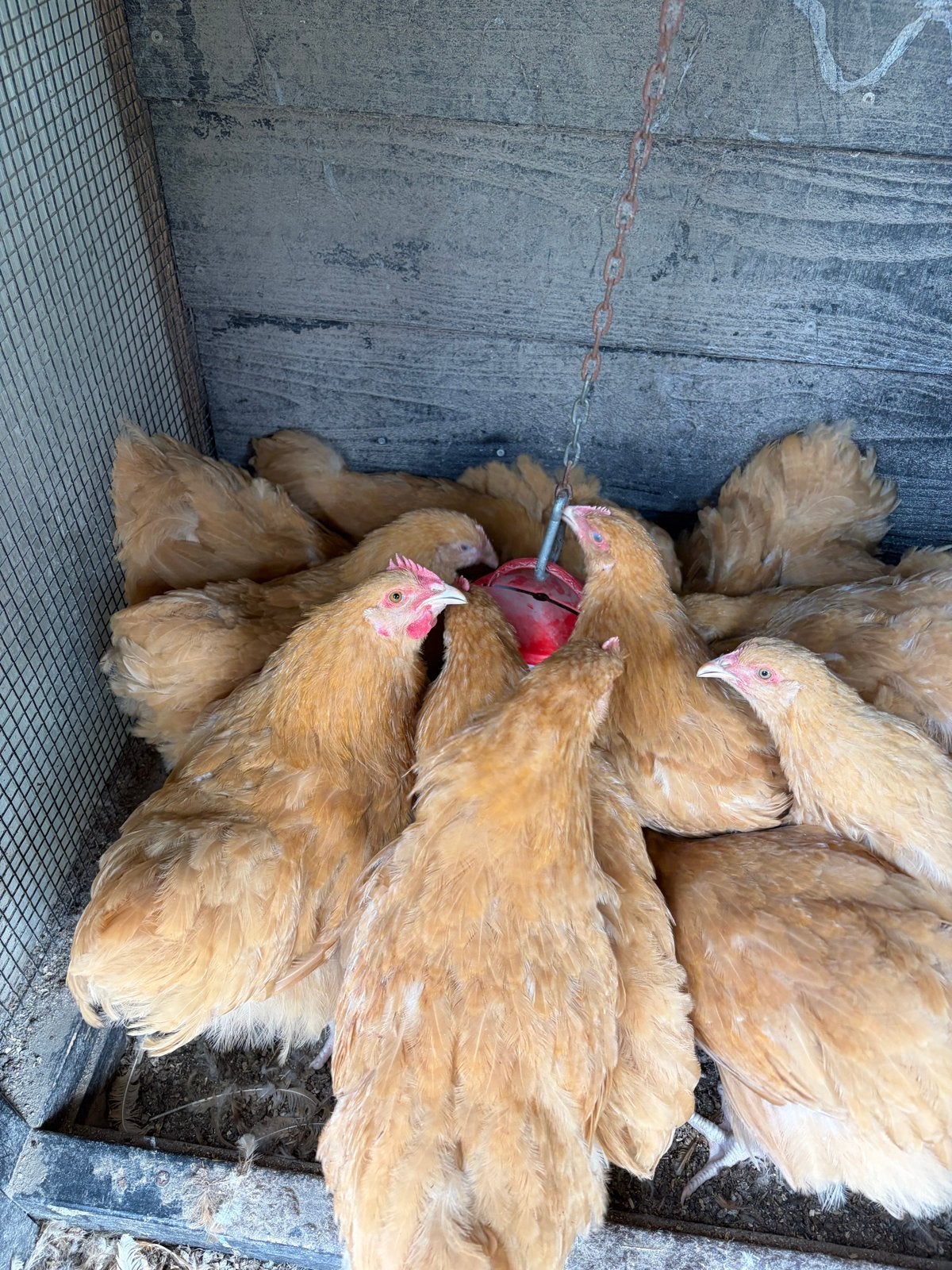 Orpington hanen buff, Dieren en Toebehoren, Pluimvee, Mannelijk, Kip