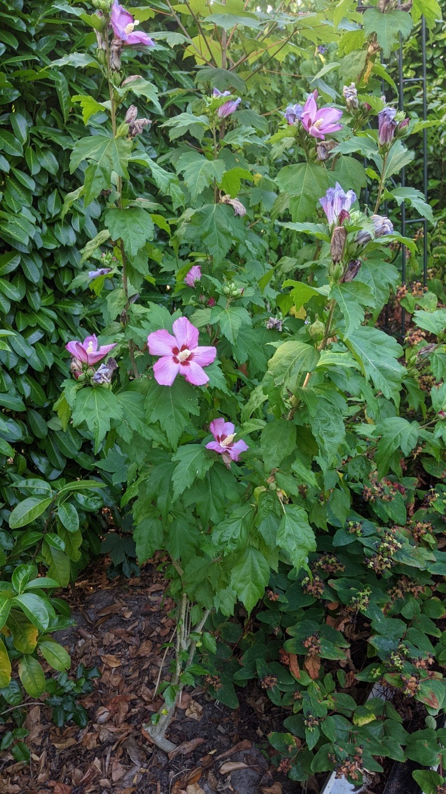 Tuinstruiken en boompjes (voor zelf je eigen tuin aanleggen), Tuin en Terras, Ophalen, Vaste plant, Overige soorten, Volle zon