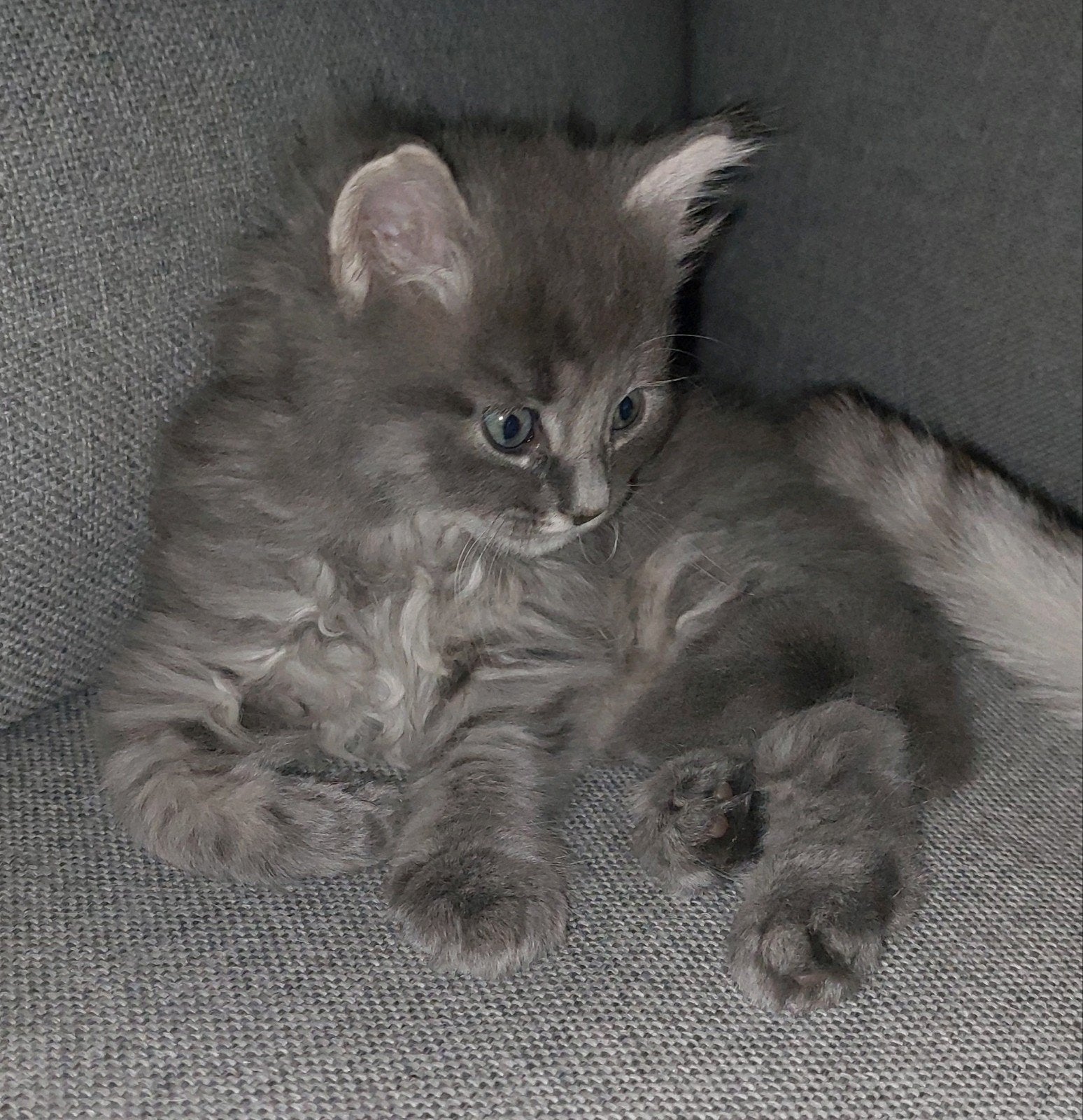 Britse korthaar/langhaar kittens, Dieren en Toebehoren, Katten en Kittens | Overige Katten, Meerdere dieren