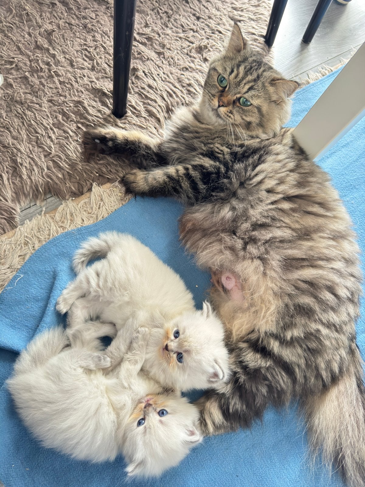 Perzisch mix Britse langhaar, Dieren en Toebehoren, Poes