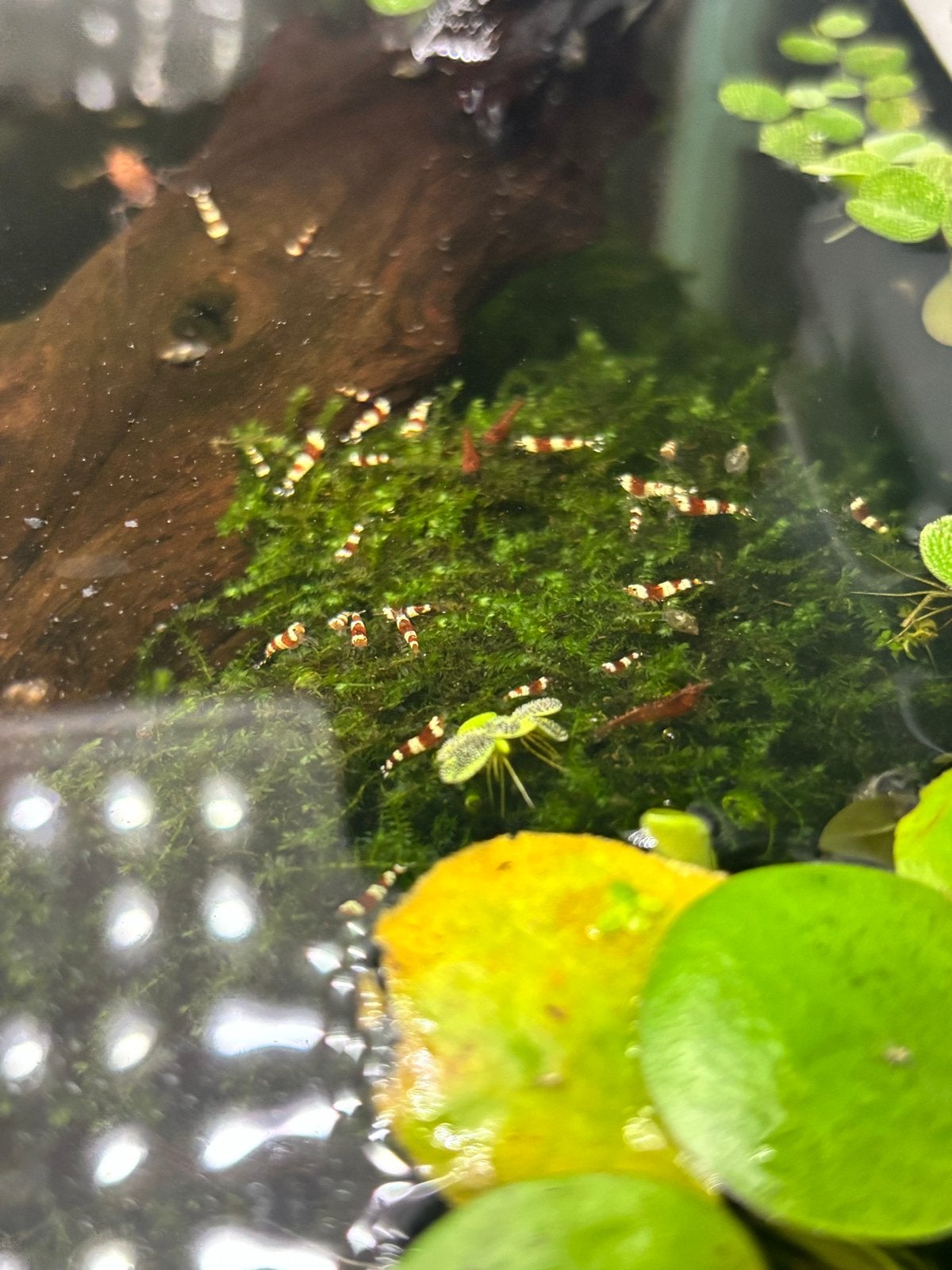 Crystal Red Garnalen voor aquarium