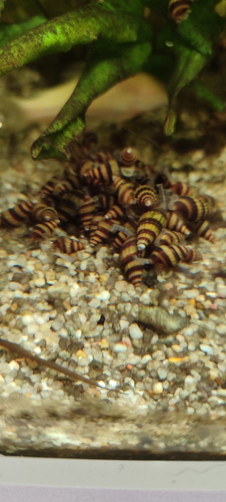 Anatome helenaslak, Dieren en Toebehoren, Vissen | Aquariumvissen, Vis