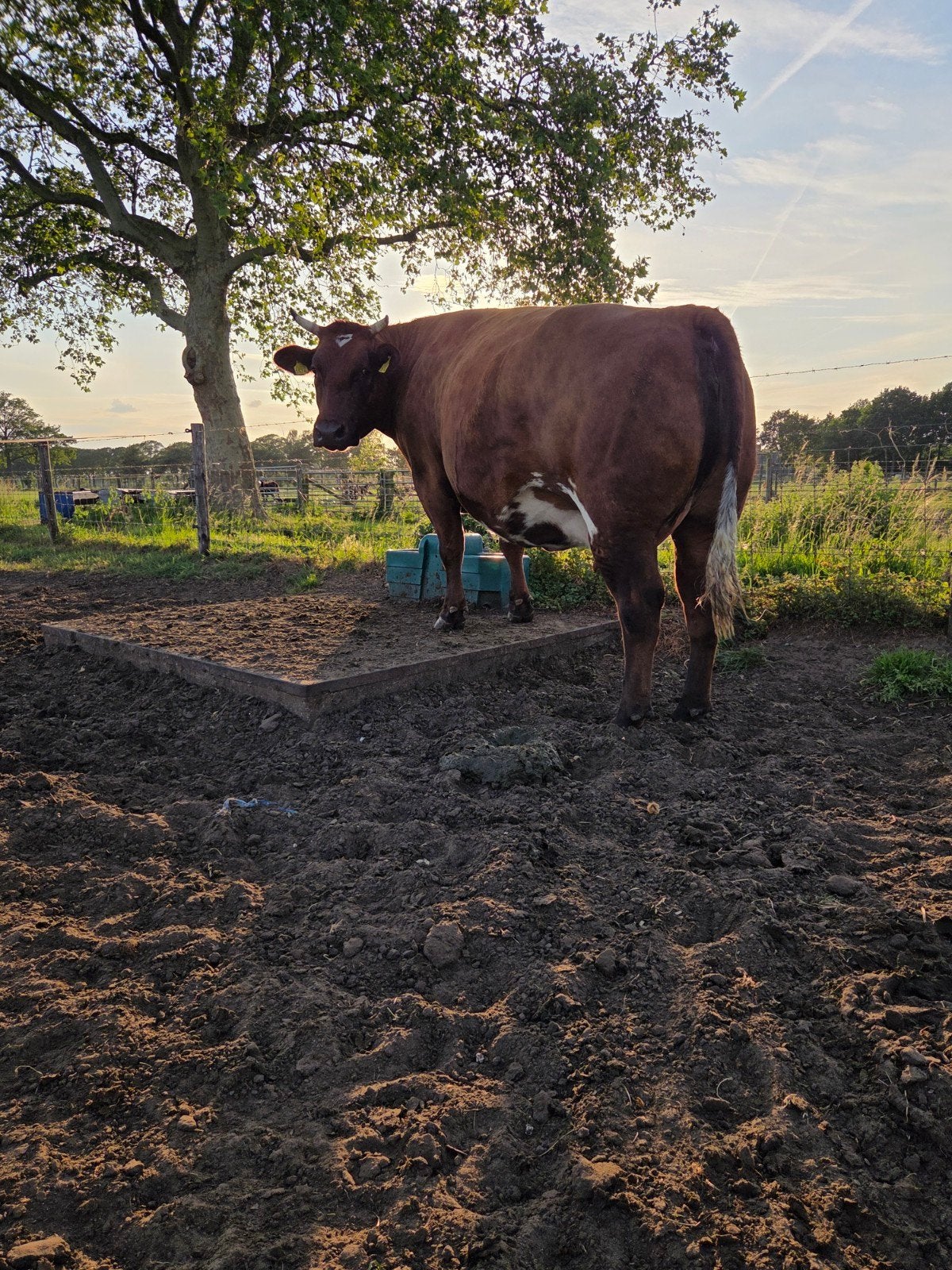 Luxe verbeterd roodbonte koe, Dieren en Toebehoren, Vrouwelijk