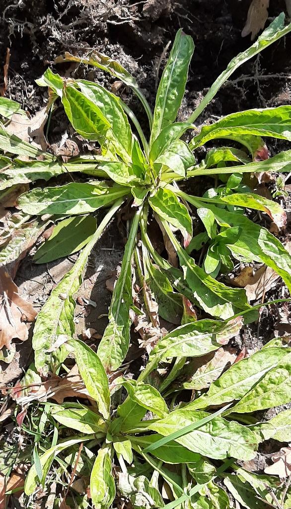 Teunisbloem (of Nachtkaars) plantjes, Tuin en Terras, Planten | Tuinplanten, Volle zon, Tweejarig, Zomer, Ophalen