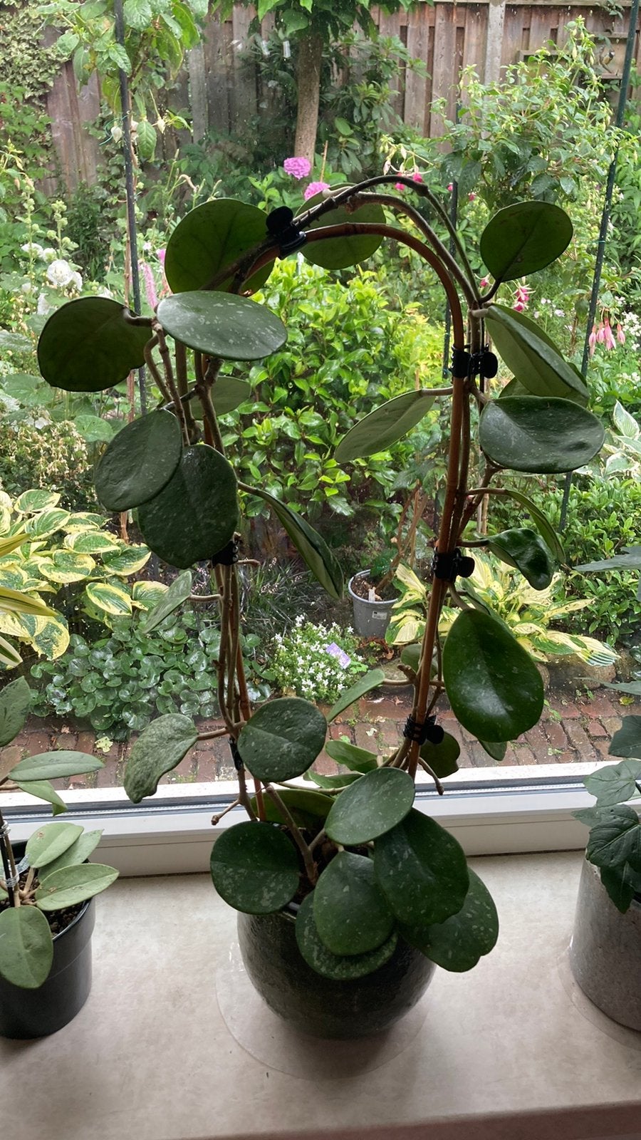Hoya Obovata splash, Huis en Inrichting, Kamerplanten, Ophalen of Verzenden, Halfschaduw, Minder dan 100 cm
