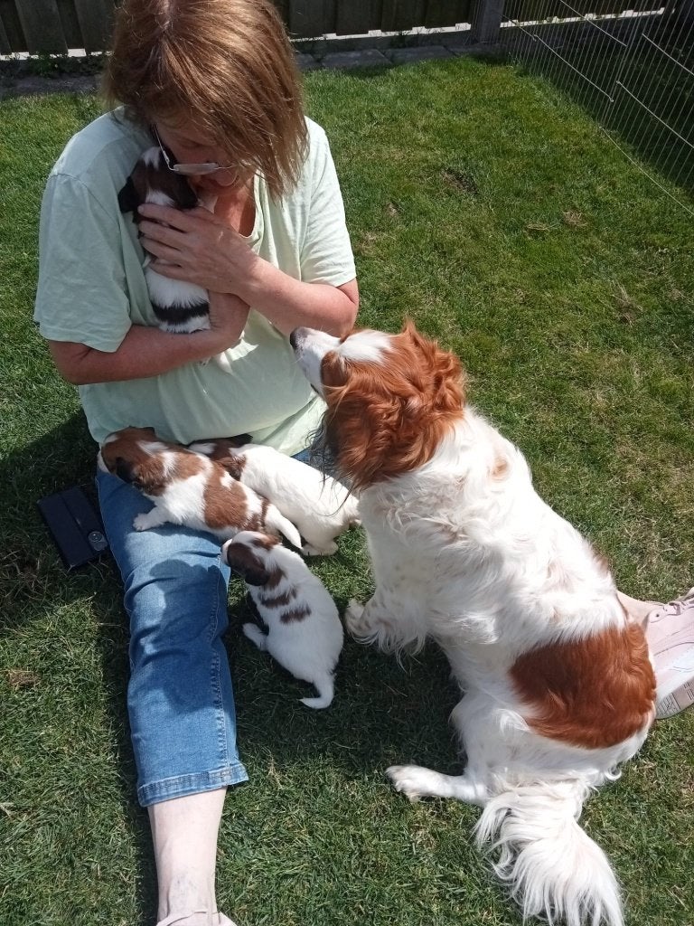 Kooiker pups, geboren 7 July (4), Overige rassen, 8 tot 15 weken, Meerdere, Meerdere dieren