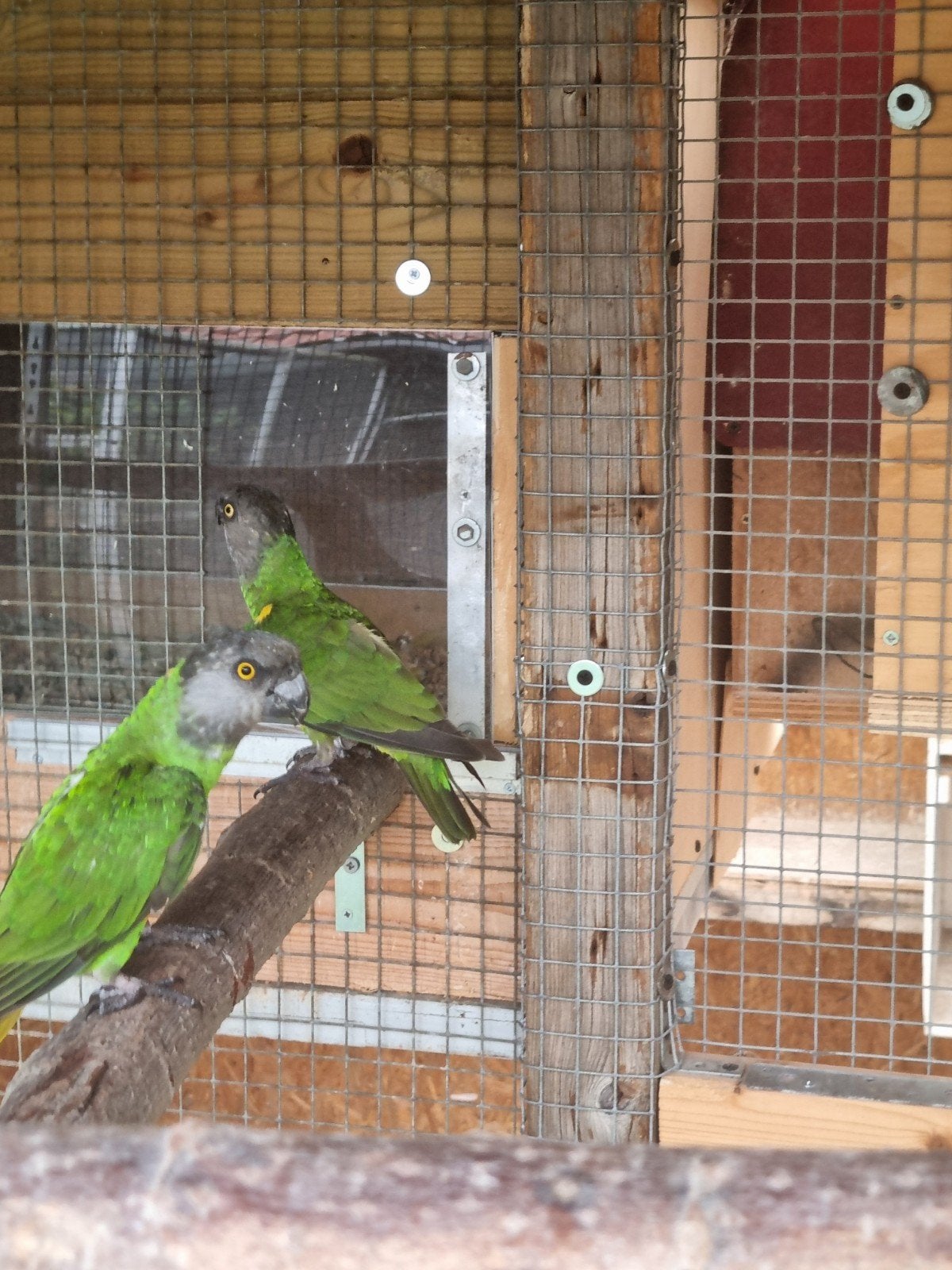 koppel bonte boeren, Dieren en Toebehoren, Vogels | Parkieten en Papegaaien, Meerdere dieren, Papegaai