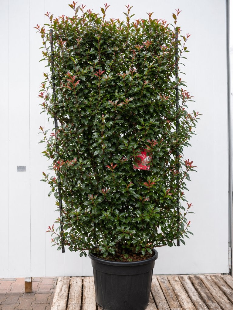 Photinia  fraseri 'Red Robin' XXL, Tuin en Terras, Planten | Bomen, Ophalen, Halfschaduw, Overige soorten, Lente