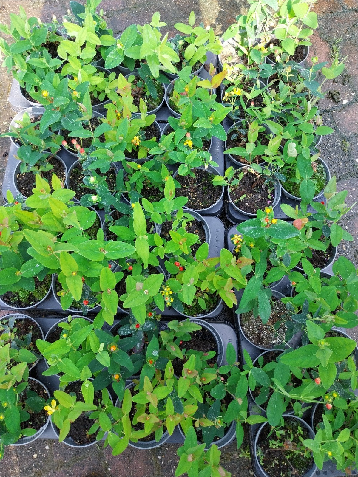 Restpartij Hypericum struiken - 48 stuks, Ophalen, Bodembedekkers, Vaste plant, Halfschaduw