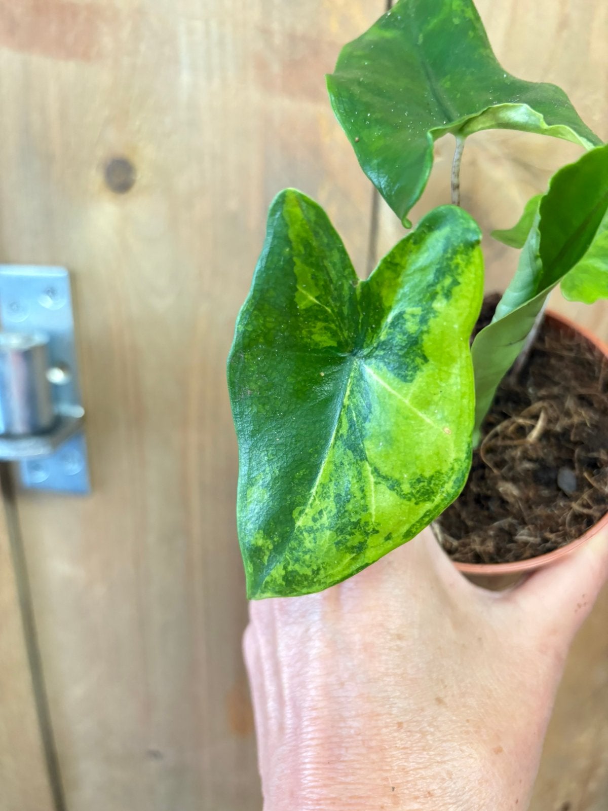 Alocasia tigrina superba variegata, Huis en Inrichting, Kamerplanten, Ophalen of Verzenden, Halfschaduw, Minder dan 100 cm