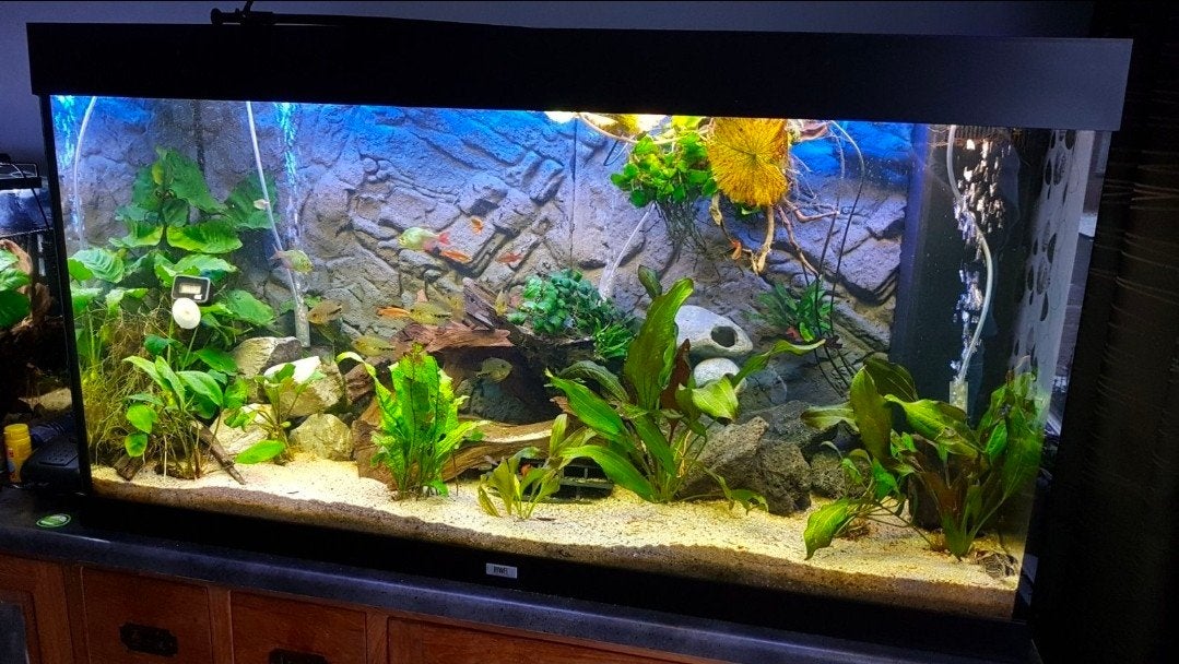 Aquarium Juwel Rio 350, Ophalen, Gebruikt, App-bediening, Leeg aquarium