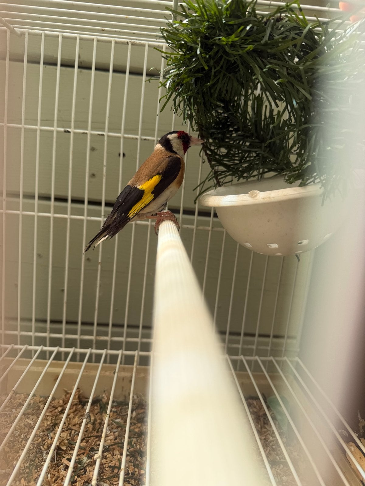 Mooie putter te koop, Mannelijk, Wildzangvogel