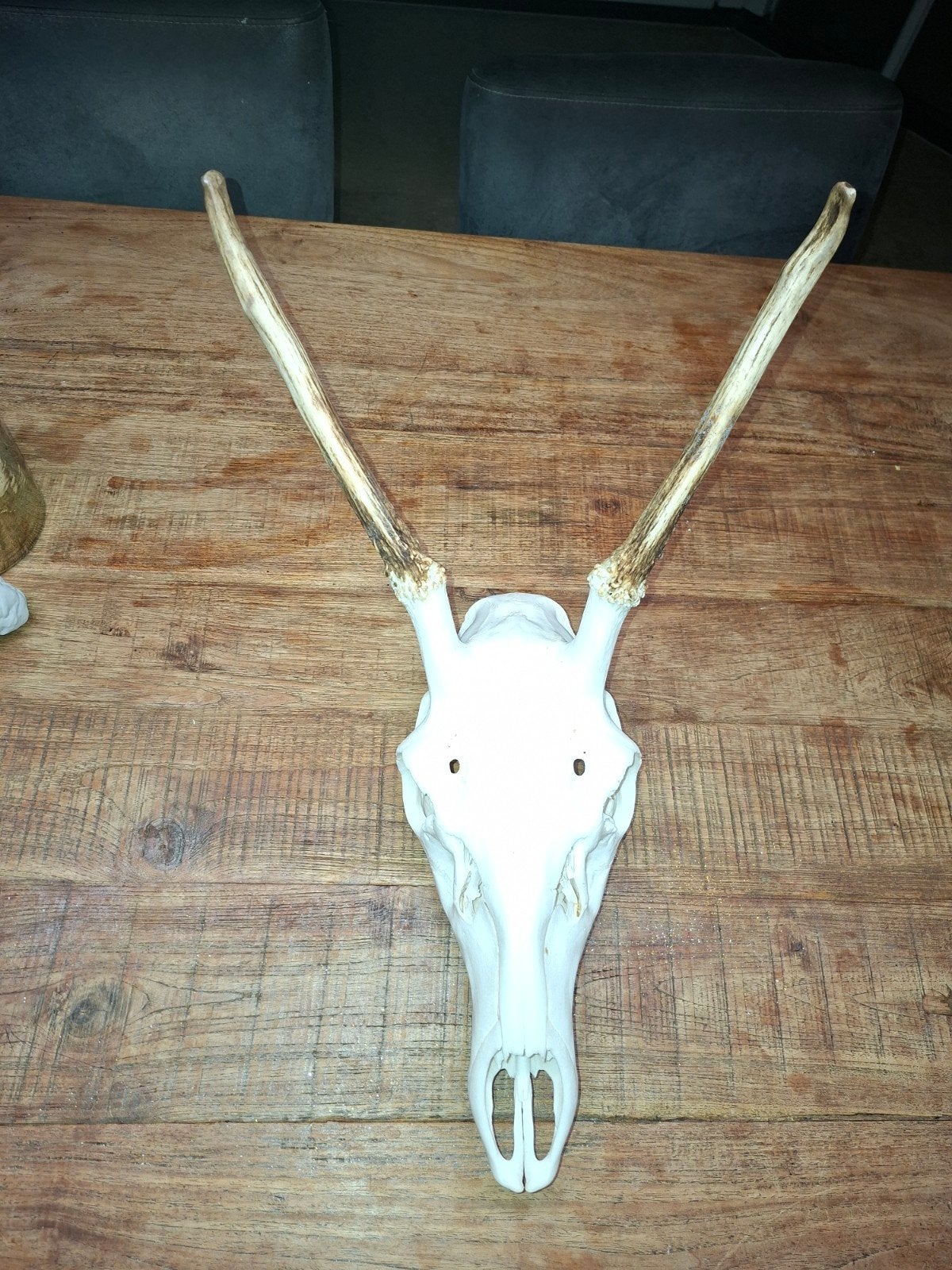 Spitser hert gewei op schedel - Decoratie, Ophalen of Verzenden, Gebruikt, Hert, Gewei of Kop