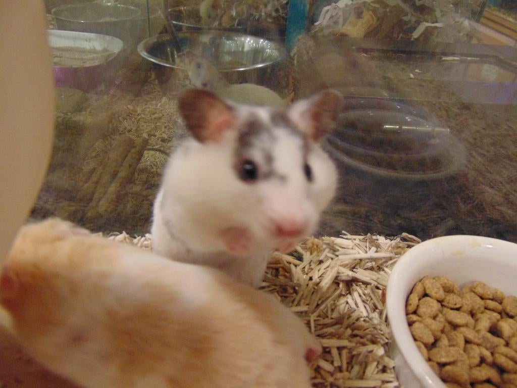 Tamme jonge muizen in Assen., Dieren en Toebehoren, Knaagdieren, Maart, Muis, Vrouwelijk, Tam