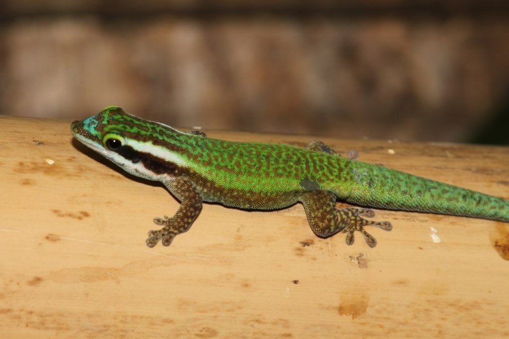 Phelsuma inexpectata te koop 0.0.1, Dieren en Toebehoren, 3 tot 6 jaar