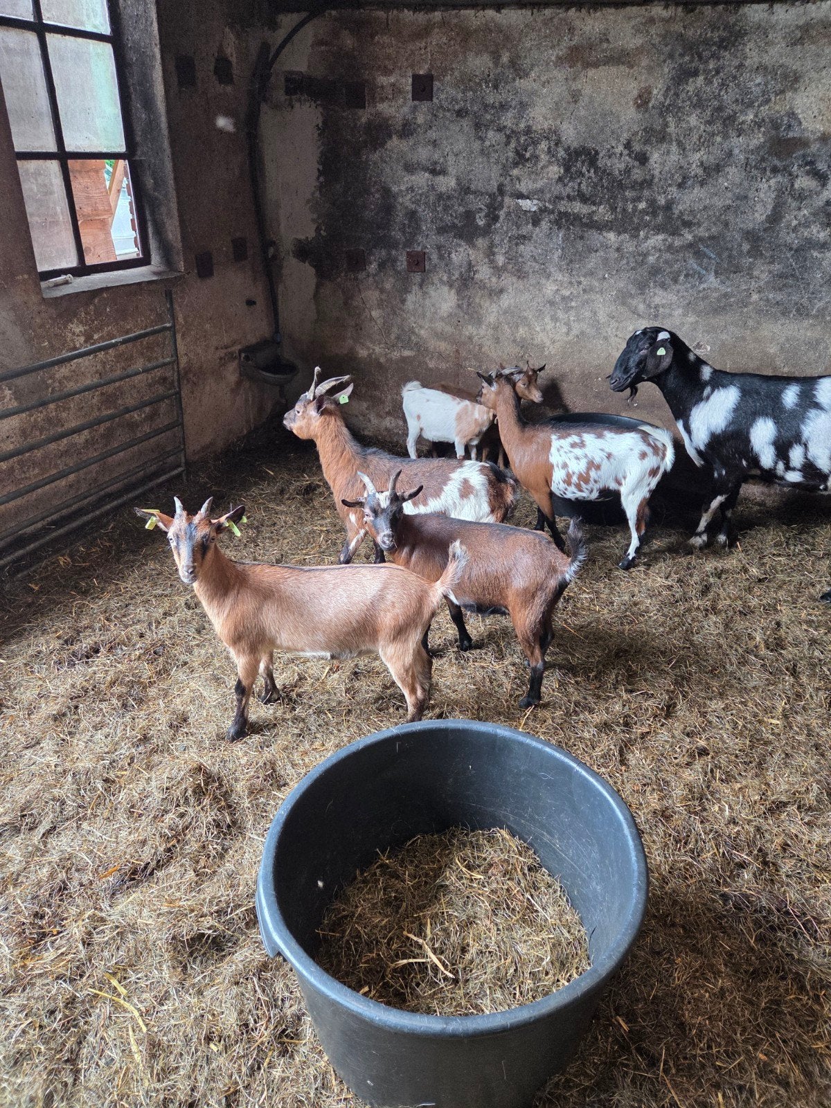 Te koop dwerggeiten, Dieren en Toebehoren, Mannelijk, Geit