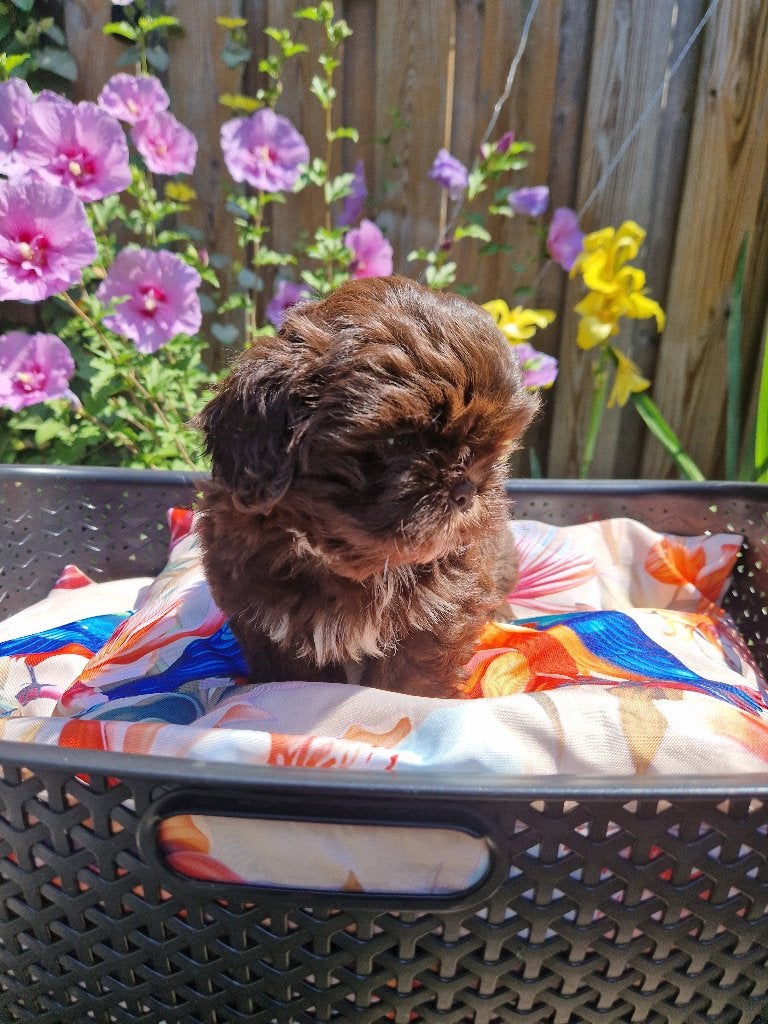 Raszuivere Shih tzu pups 🐶🩵🐶🩵🐶🩵🐶🩵🐶, Parvo, Overige rassen, 8 tot 15 weken, Meerdere