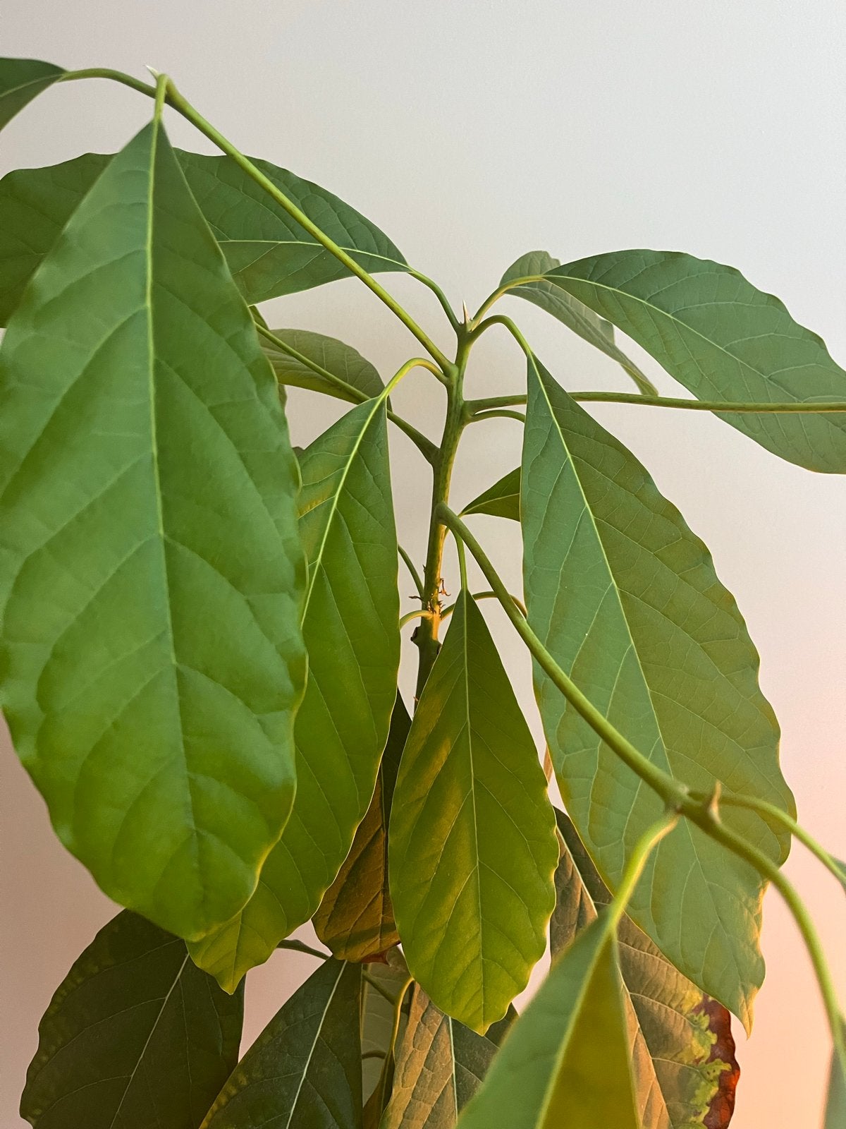 Avocadoplant 85 cm - Groene kamerplant, Ophalen, Overige soorten, Halfschaduw, In pot