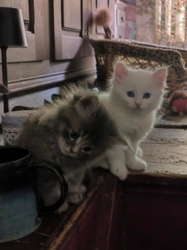 Lieve Ragdoll Maine Coon X Siberische Kittens, Meerdere dieren, Gechipt, 0 tot 2 jaar
