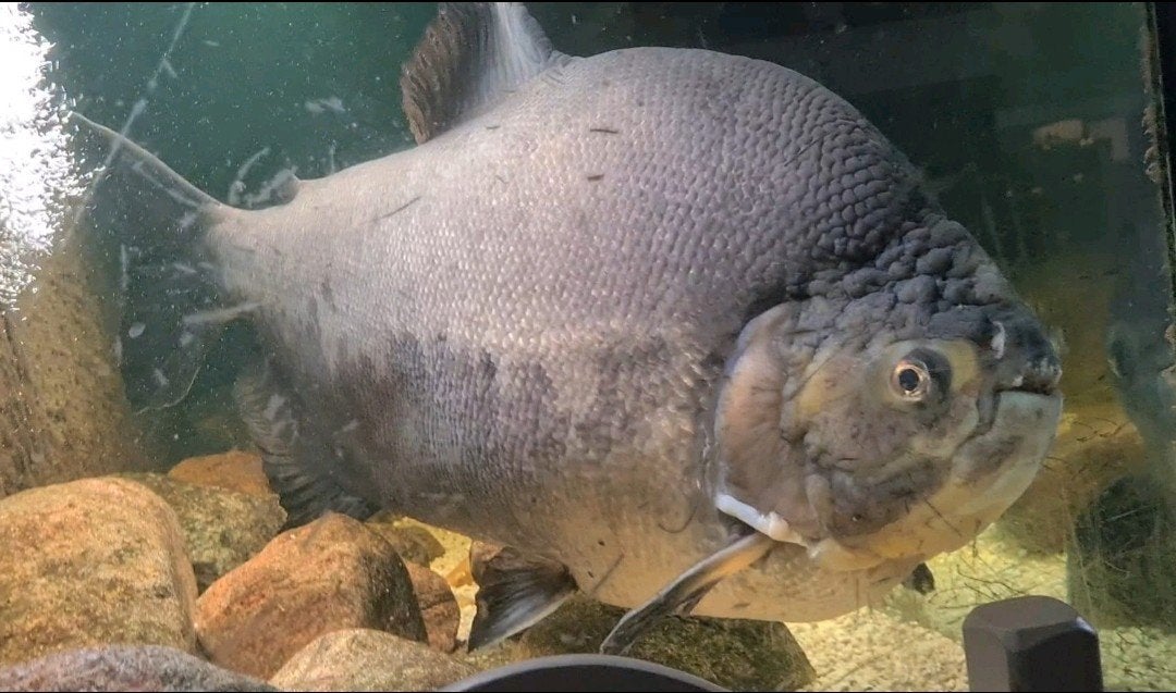 Gezocht, nieuw thuis voor Pacu vis, Tickets en Kaartjes, Eén persoon