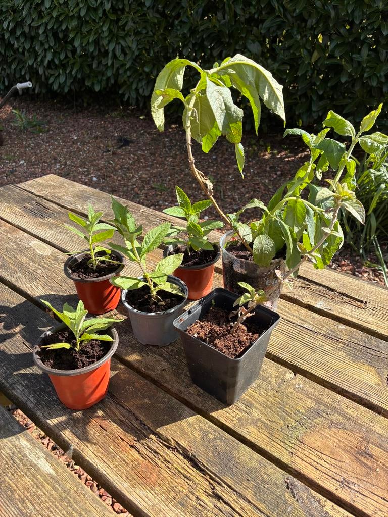 Vaste plant paarse Vlinderstruik / Buddleja, Ophalen, Vaste plant, Overige soorten, Volle zon
