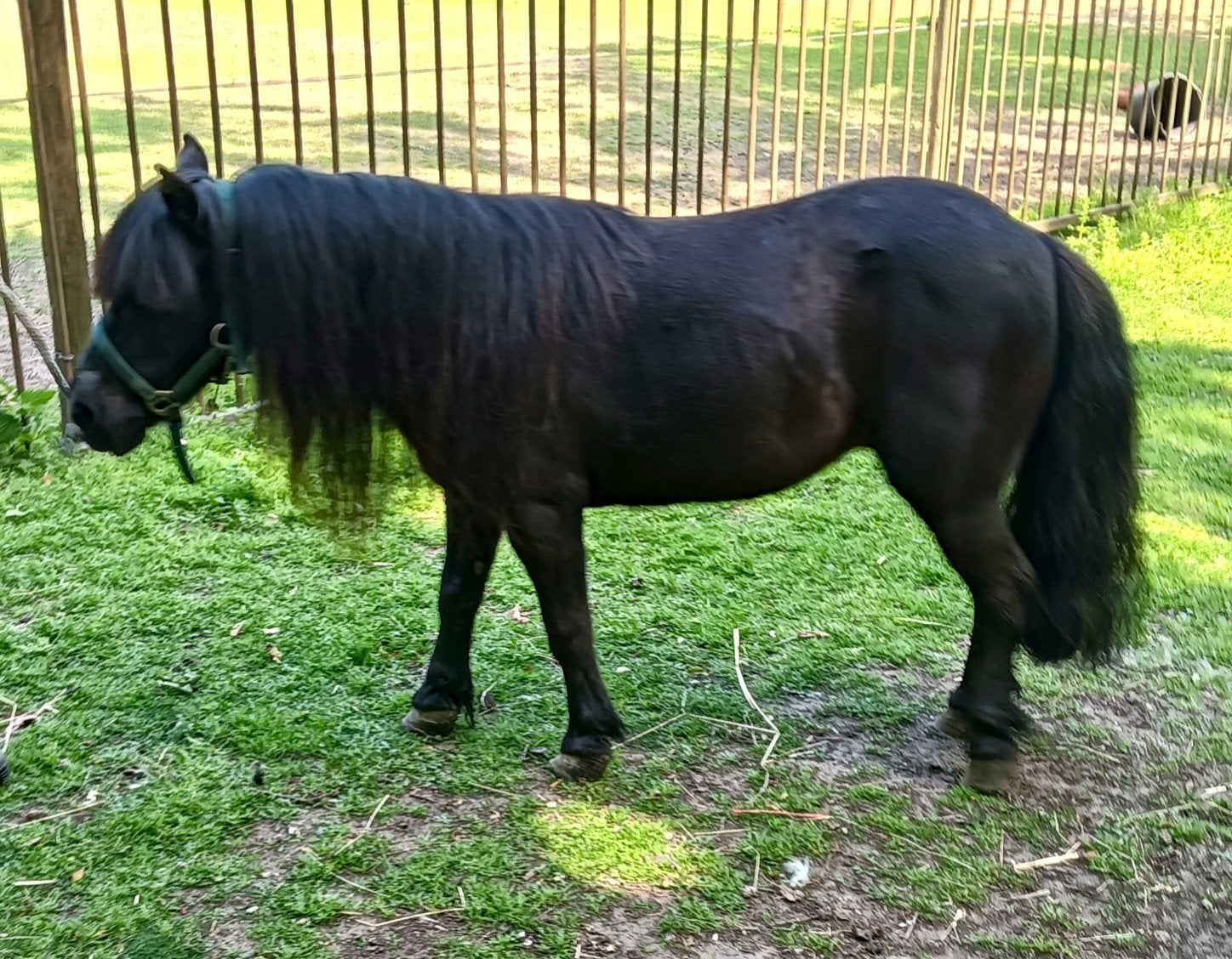 Shetland pony's ( voor weinig), Meerdere dieren