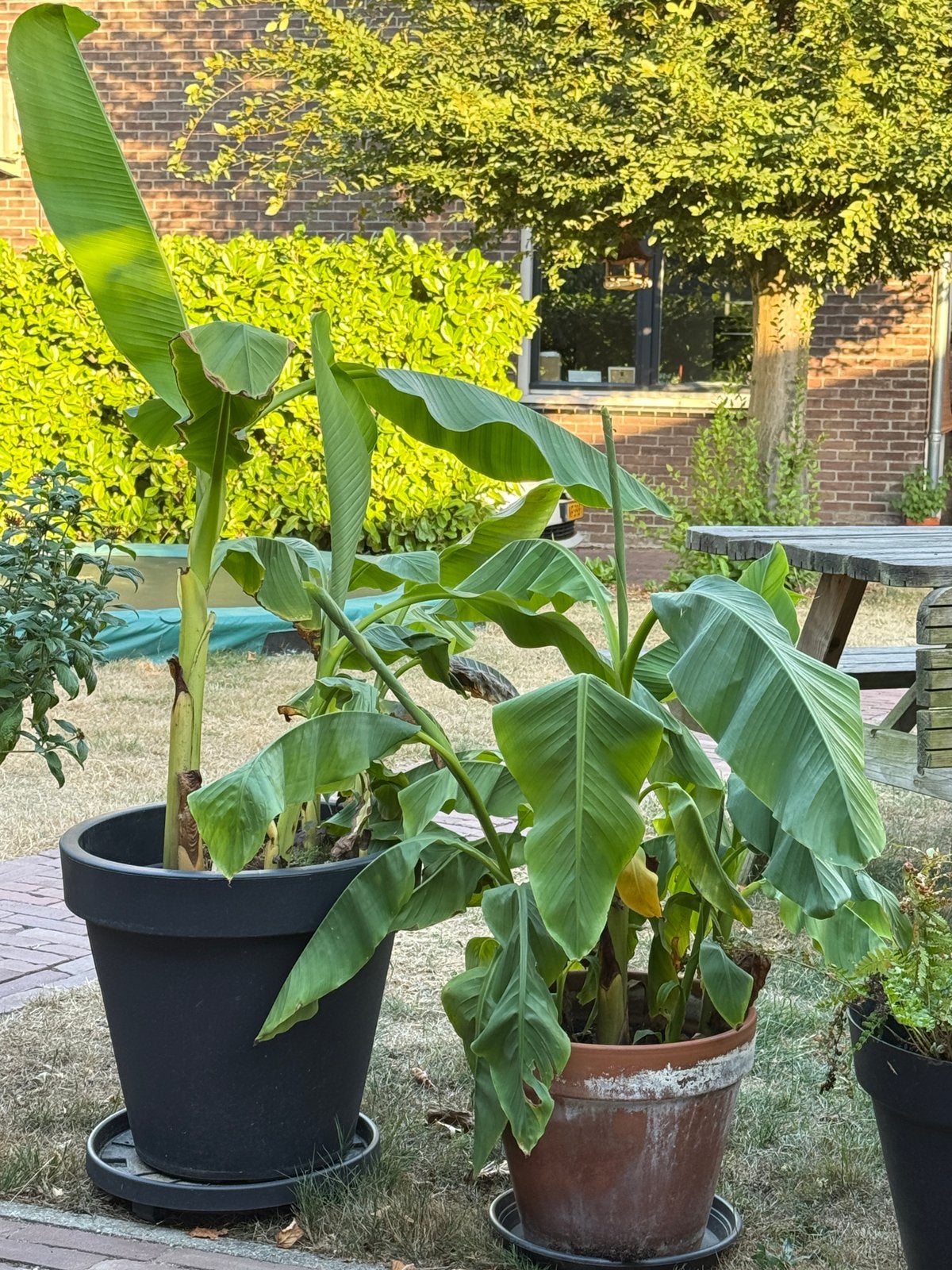 Bananenplanten, Ophalen, Overige soorten, Volle zon