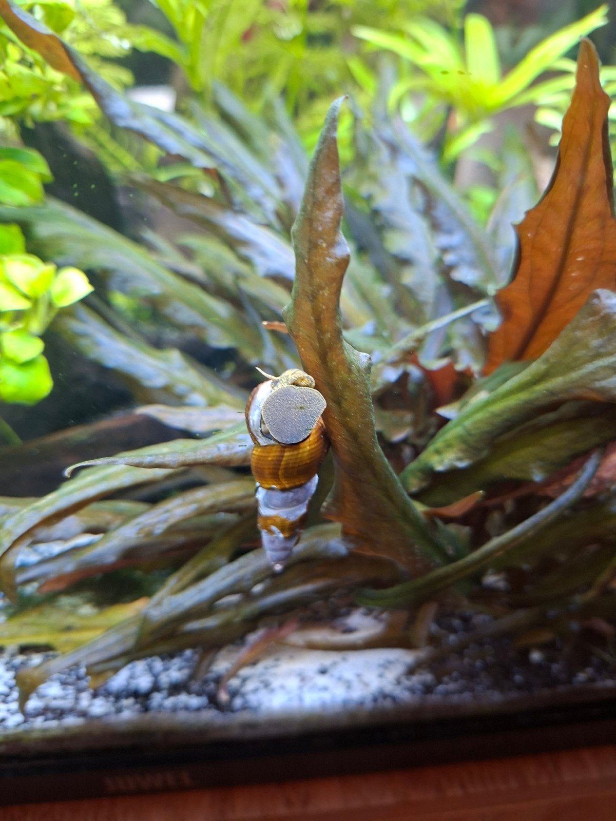 rabbitsnail 2-4cm groot. (geen helena, slak etende slak!) €1, Slak of Weekdier