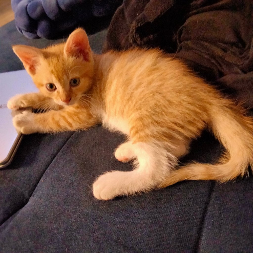4 kittens uit Breda
