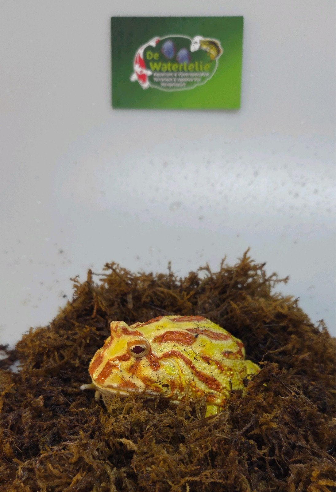 Pacman kikker, 0 tot 2 jaar