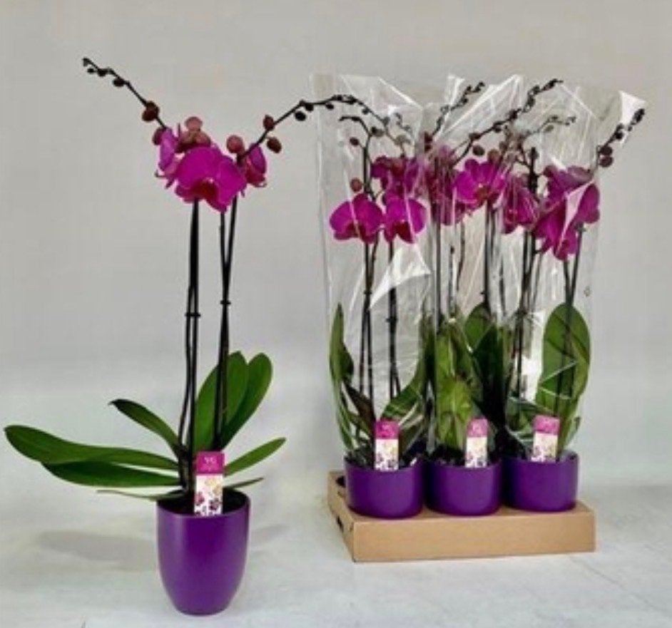 Prachtige Phalaenopsis Orchidee - Diverse kleuren, Overige soorten, Vaste plant, Ophalen of Verzenden, Halfschaduw