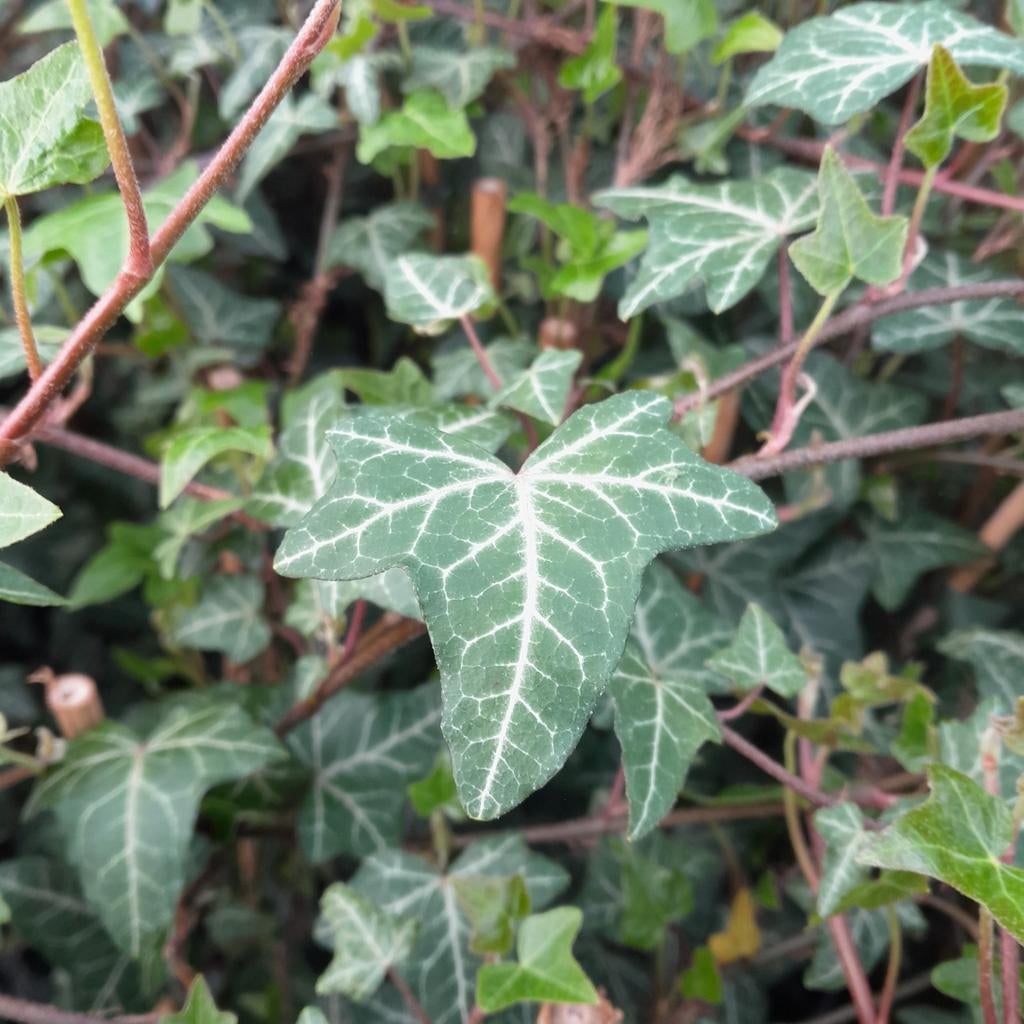 Hedera klimop 120/150cm, Ophalen, Overige soorten, 100 tot 250 cm