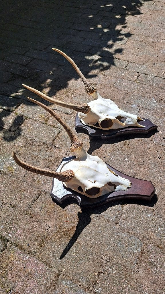 gewei geweien edelhert, Verzamelen, Dierenverzamelingen, Ophalen, Zo goed als nieuw, Hert, Gewei of Kop