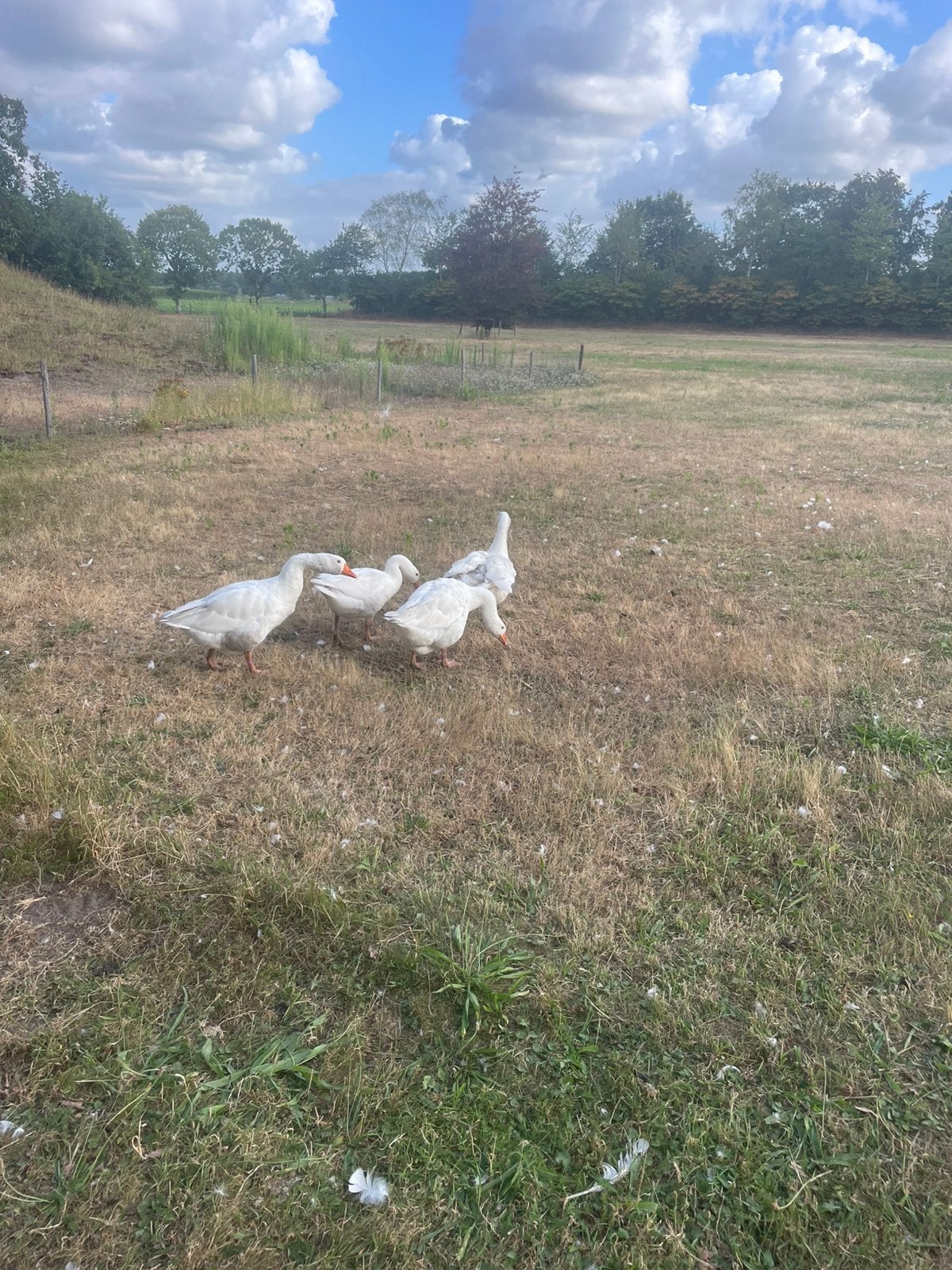 Twee witte boerderijganzen te koop, Geslacht onbekend, Gans of Zwaan