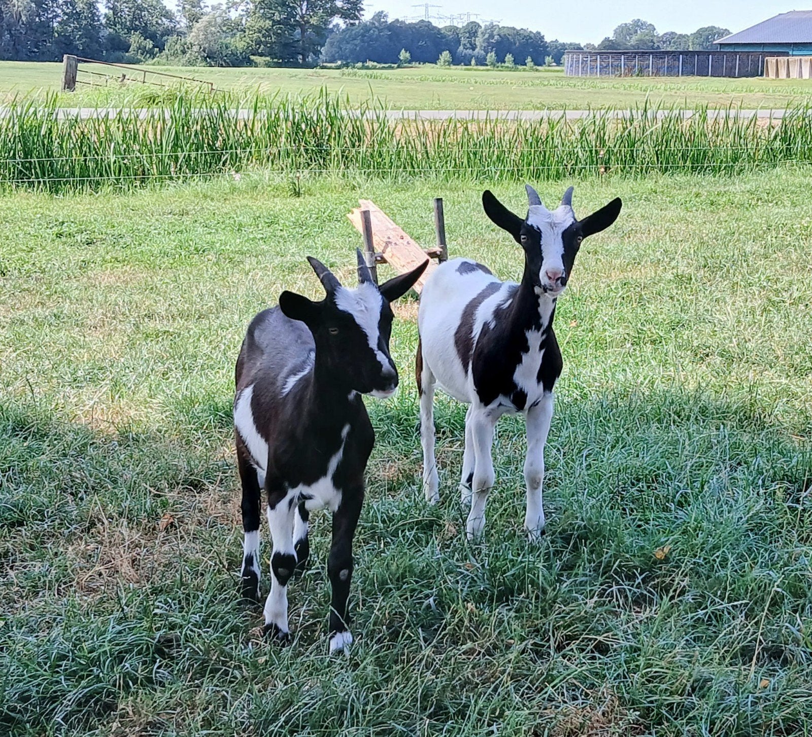 2 Zeer tamme geitjes en 1 bok te koop, Meerdere dieren, Geit