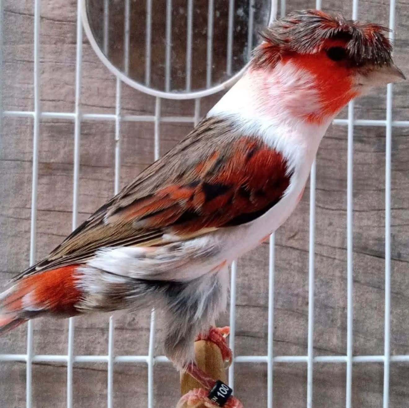 GEZOCHT: Harlekijn kanaries, Dieren en Toebehoren, Meerdere dieren, Kleurkanarie