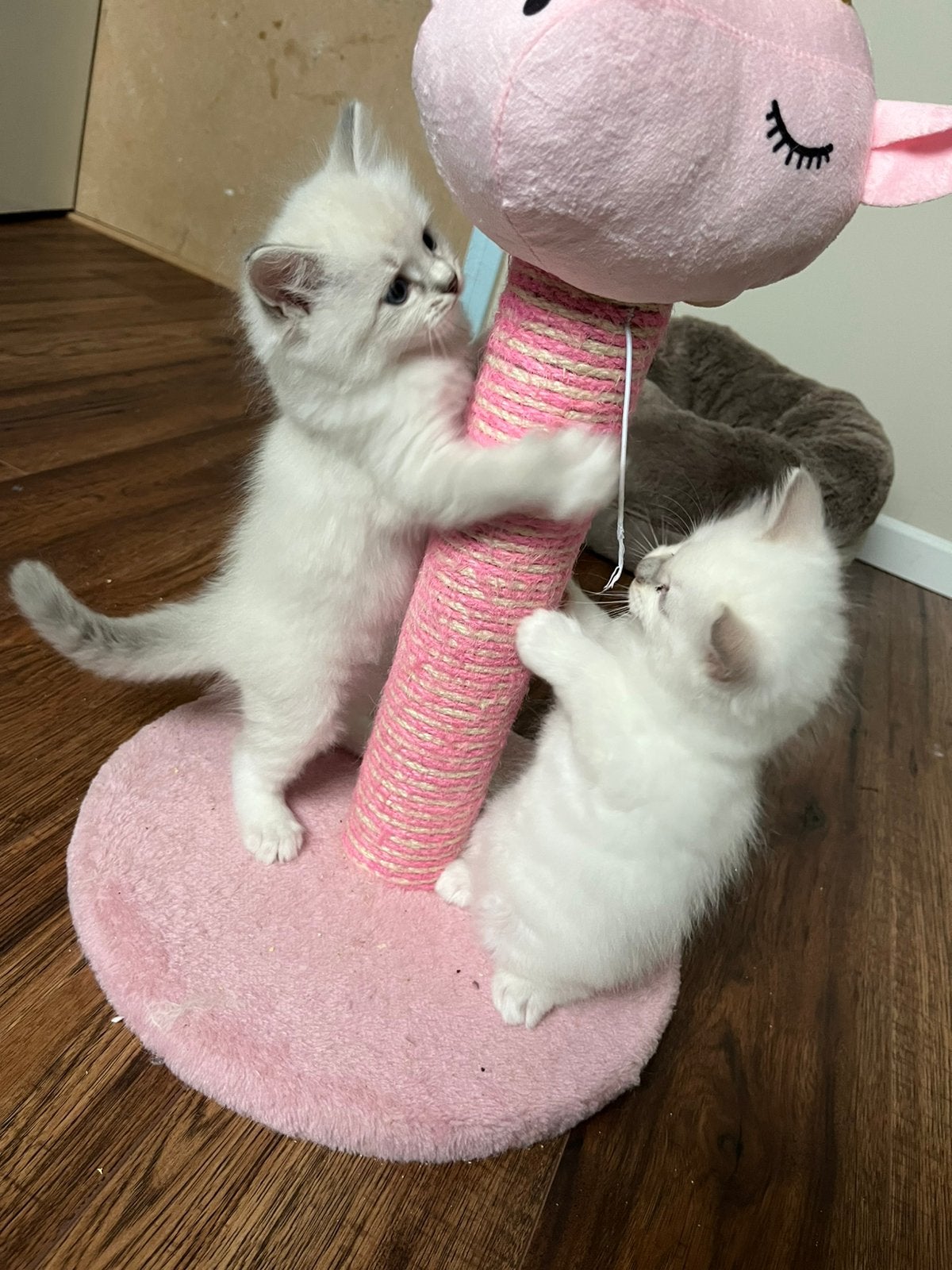 Ragdoll kittens 8 weken oud, Meerdere dieren, Ontwormd, 0 tot 2 jaar